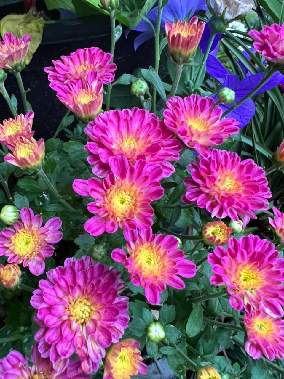 Ella Flower Garden Resort Eksteriør bilde