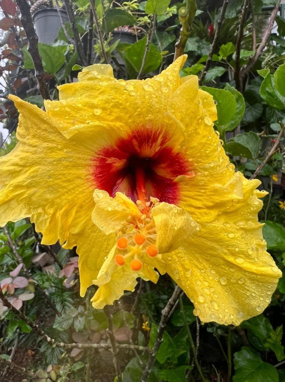 Ella Flower Garden Resort Eksteriør bilde