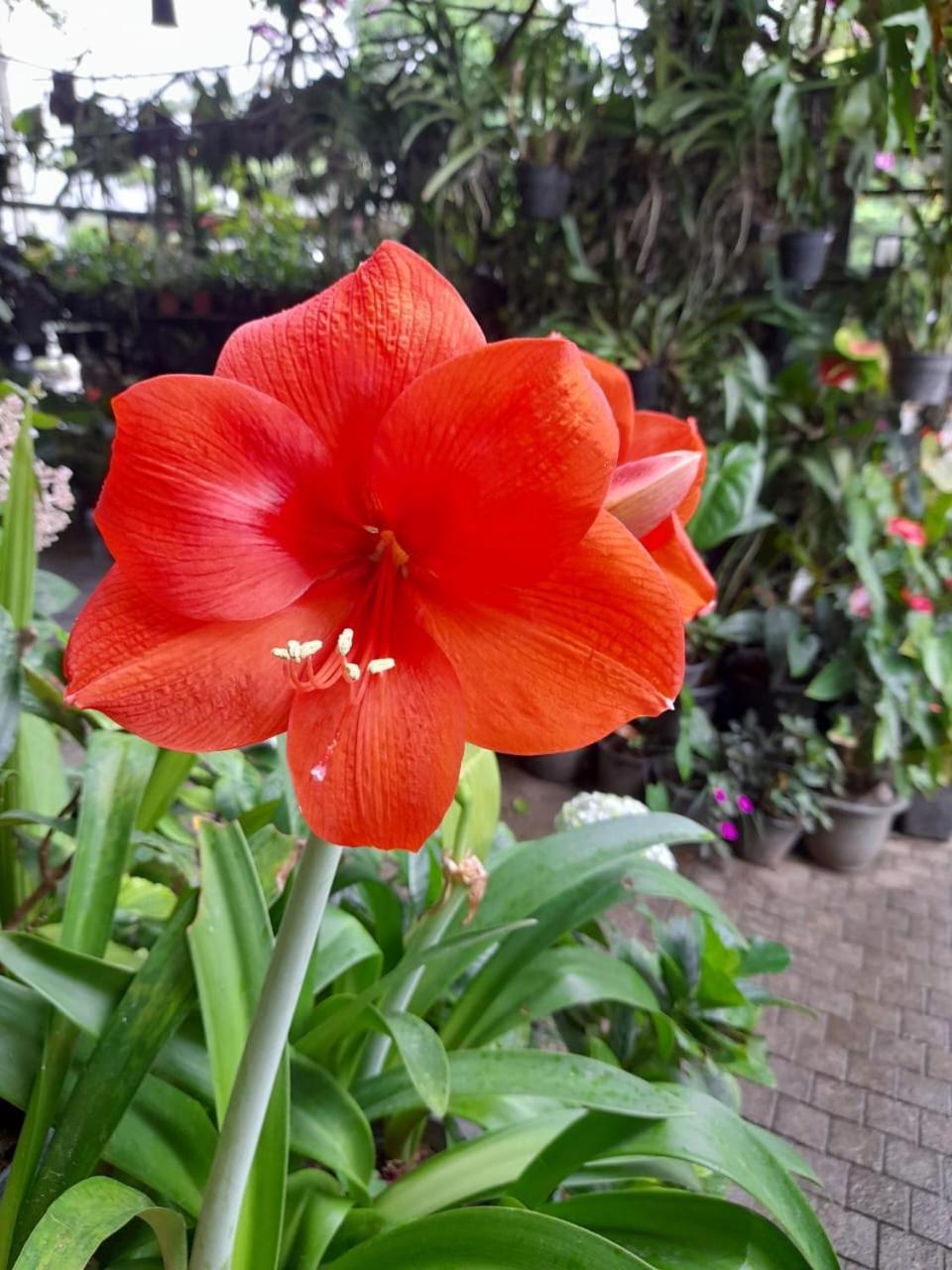 Ella Flower Garden Resort Eksteriør bilde