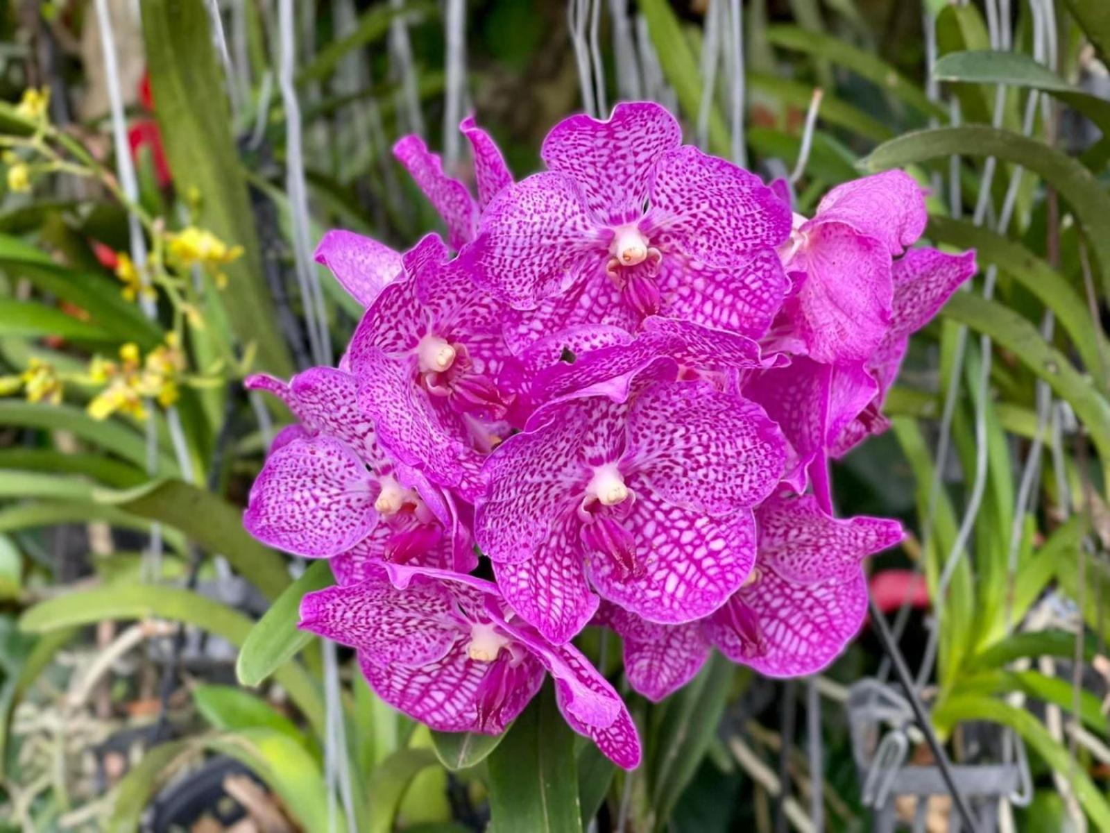 Ella Flower Garden Resort Eksteriør bilde